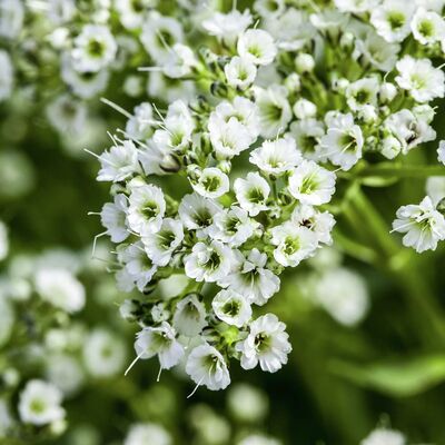 Schleierkraut  von Gärtner Pötschke auf blumen.de