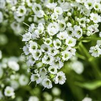 Schleierkraut  von Gärtner Pötschke auf blumen.de
