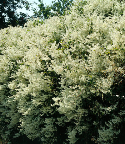 Schlingknöterich von gartenHELDEN auf blumen.de