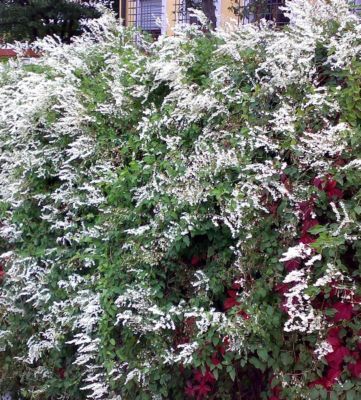 Schlingknöterich von GartenXXL auf blumen.de