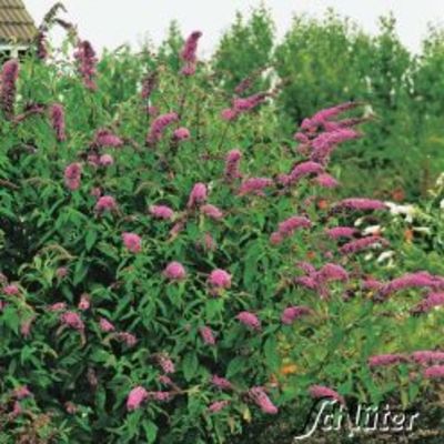 Schmetterlingsflieder Border Beauty von Garten Schlüter auf blumen.de