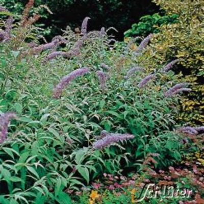 Schmetterlingsflieder Charming von Garten Schlüter auf blumen.de