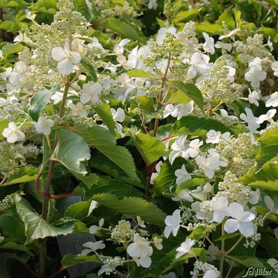 Schmetterlingshortensie ´Butterfly´®  von Garten Schlüter auf blumen.de