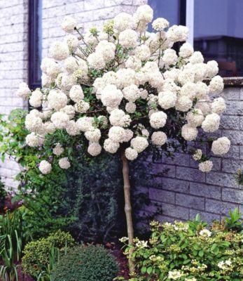 Schneeball-Stämmchen von GartenXXL auf blumen.de