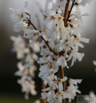 Schneeforsythie 40-60cm von Nr-01 Pflanzenversand auf blumen.de