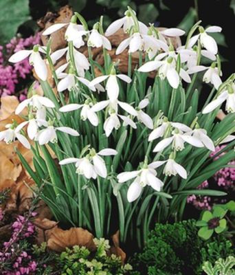 Schneeglöckchen (Galanthus nivalis) von BALDUR-Garten auf blumen.de