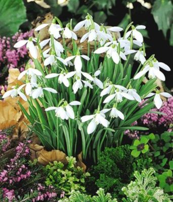 Schneeglöckchen von BALDUR-Garten auf blumen.de