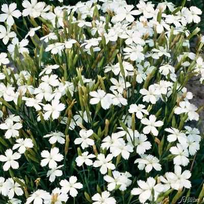 Schneeweiße Heidenelken (Dianthus Deltoides) - 5 Stück von Garten Schlüter auf blumen.de