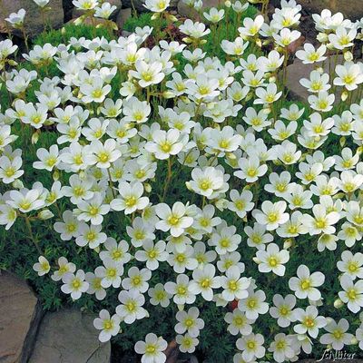 Schneeweißer Moos-Steinbrech von Garten Schlüter auf blumen.de