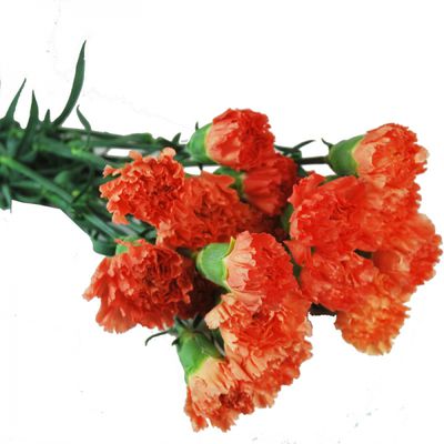 Schnittblumen: Edel-Nelken von Fleudorado auf blumen.de