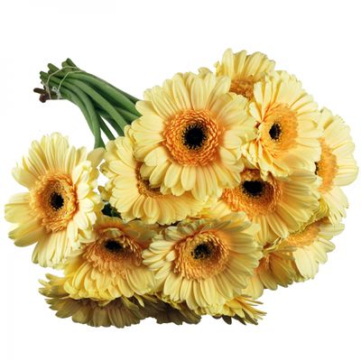 Schnittblumen: Gerbera Mini von Fleudorado auf blumen.de