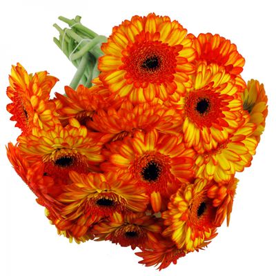 Schnittblumen: Gerbera Mini  von Fleudorado auf blumen.de