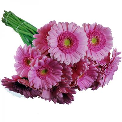 Schnittblumen: Gerbera Mini von Fleudorado auf blumen.de