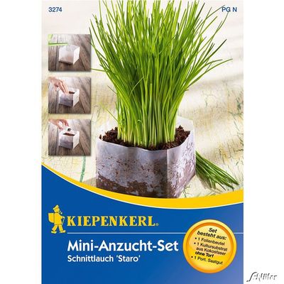 Schnittlauch ´Staro´ - Mini-Anzuchtset von Garten Schlüter auf blumen.de