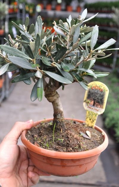 Schöner Olivenbaum Olea Europea von Der Palmenmann auf blumen.de