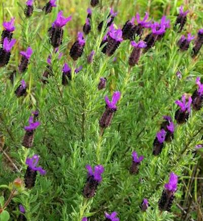 Schopf Lavendel Papillon - Lavandula stoechas von Nr-01 Pflanzenversand auf blumen.de