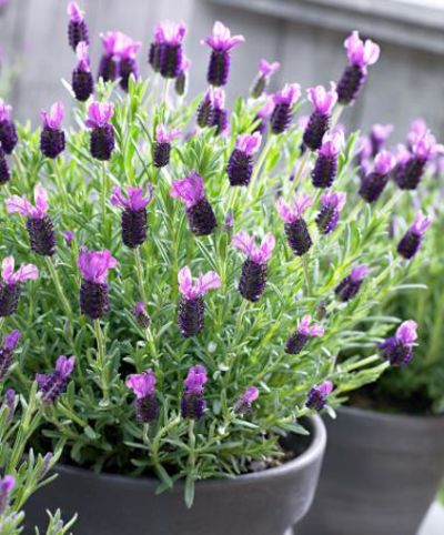 Schopflavendel von Bakker auf blumen.de