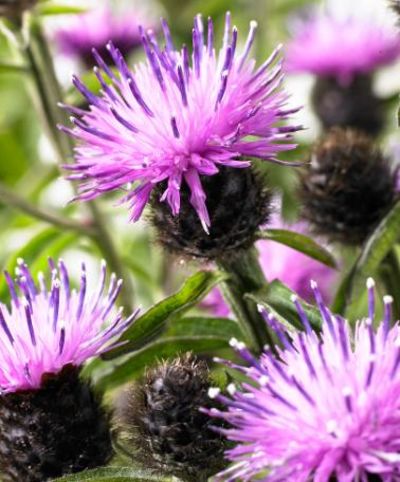 Schwarze Flockenblume von Bakker auf blumen.de