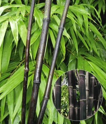 Schwarzer Bambus ´Black Bamboo´ von BALDUR-Garten auf blumen.de