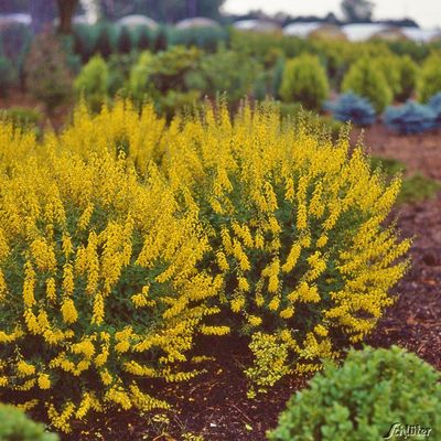 Schwarzer Ginster ´Cyni´ (herbstblühend) von Garten Schlüter auf blumen.de
