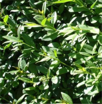 Schwarzgrüner Liguster  von Nr-01 Pflanzenversand auf blumen.de