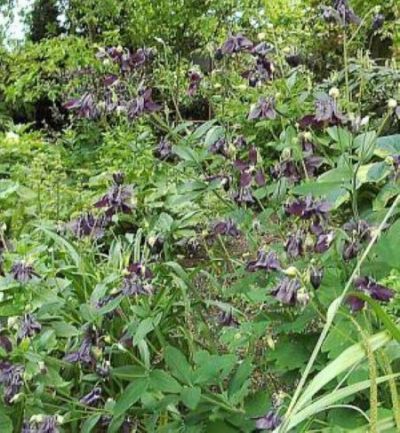 Schwarzviolette Akelei von Nr-01 Pflanzenversand auf blumen.de