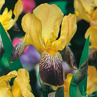 Schwertlilie ´Helge´ von Garten Schlüter auf blumen.de