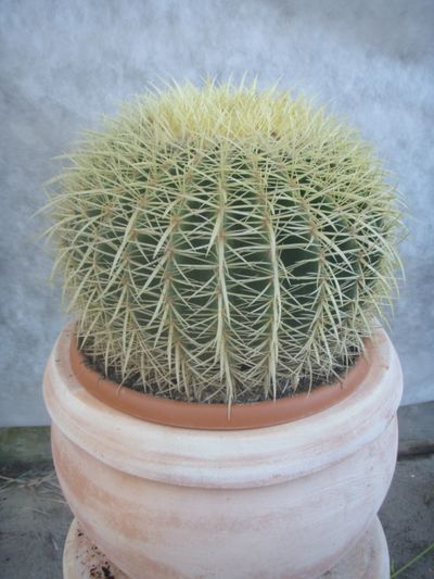 Schwiegermuttersitz, Kaktus, Echinocactus von Der Palmenmann auf blumen.de