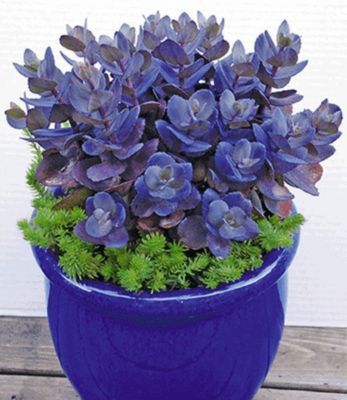 Sedum Blue Pearl,2 Pflanzen Fetthenne von GartenXXL auf blumen.de