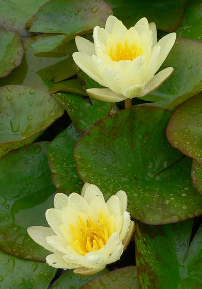 Seerose, gelb von gartenHELDEN auf blumen.de