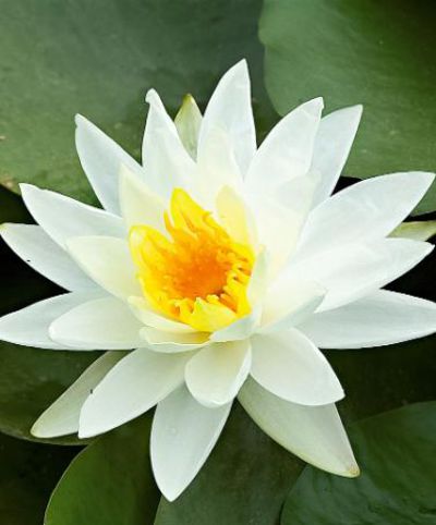 Seerose 'Marliacea Albida' von Bakker auf blumen.de