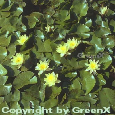 Seerose Marliacea Chromatella  von Nr-01 Pflanzenversand auf blumen.de