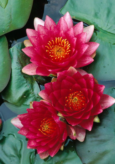 Seerose, rot von gartenHELDEN auf blumen.de