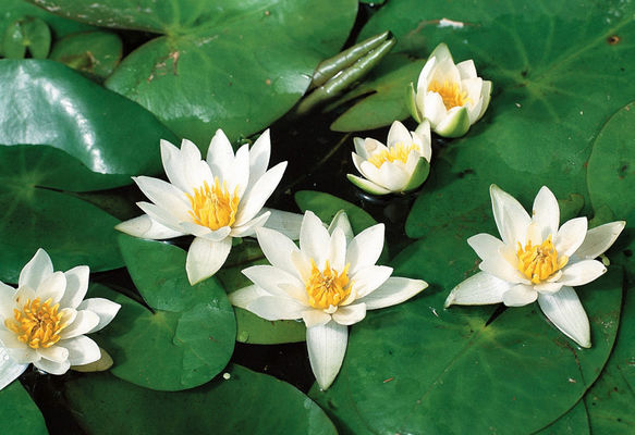 Seerose, weiß von gartenHELDEN auf blumen.de