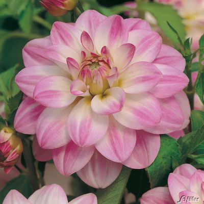 Seerosen Dahlie ´Twilight Time´ von Garten Schlüter auf blumen.de