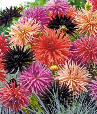 Semi-Kaktusdahlien-Mix,4 Stück von BALDUR-Garten auf blumen.de
