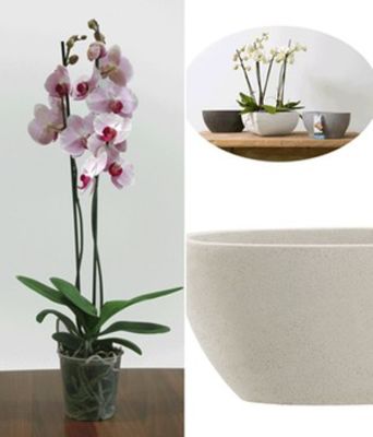 SET: 2 x Phalaenopsis-Orchidee & XXS Schale COEVORDEN von BALDUR-Garten auf blumen.de