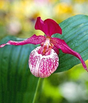 Sibirische Frauenschuh-Orchidee von BALDUR-Garten auf blumen.de