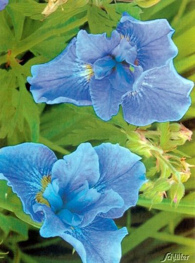 Sibirische Iris Cambridge von Garten Schlüter auf blumen.de
