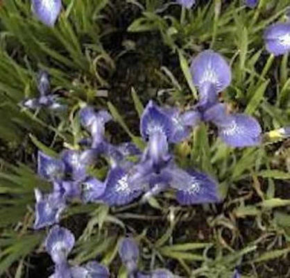 Sibirische Schwertlilie Annick von Nr-01 Pflanzenversand auf blumen.de