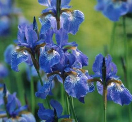 Sibirische Schwertlilie Blue King von Nr-01 Pflanzenversand auf blumen.de