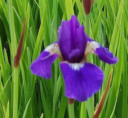Sibirische Wieseniris Niklas Sea von Nr-01 Pflanzenversand auf blumen.de