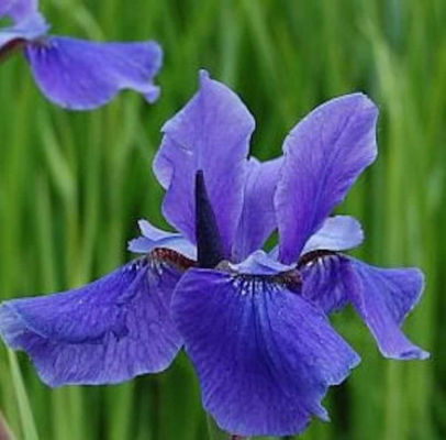 Sibirische Wieseniris Taubenblau von Nr-01 Pflanzenversand auf blumen.de