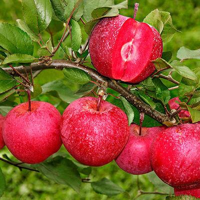 Signal-Apfel Baya® Marisa von Gärtner Pötschke auf blumen.de