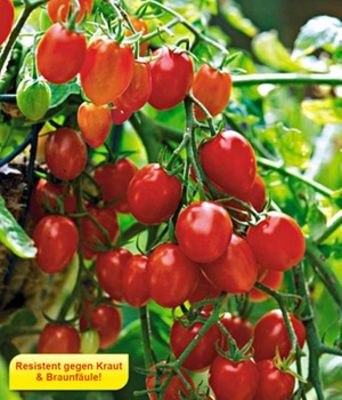 Snack-Tomate ´Romello´ F1 von BALDUR-Garten auf blumen.de