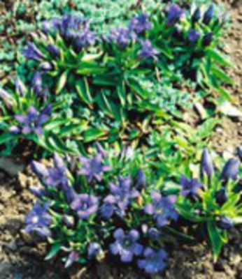 Sommer-Enzian von BALDUR-Garten auf blumen.de