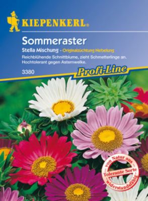 Sommeraster-Mischung 'Stella'  von Gartengruen-24 auf blumen.de