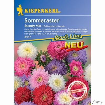 Sommeraster ´Standy Mix´ von Garten Schlüter auf blumen.de