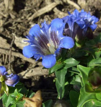 Sommerenzian Select von Nr-01 Pflanzenversand auf blumen.de