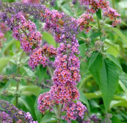 Sommerflieder Border Beauty von Nr-01 Pflanzenversand auf blumen.de